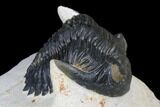 Detailed Hollardops Trilobite With Orange Eyes #177338-1